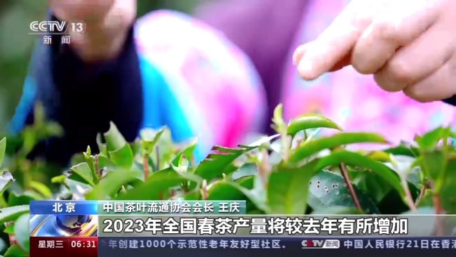 今年(nian)春茶全面(mian)開采 開采(cǎi)期較去年(nián)提前
