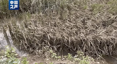 五常大(da)米受災，影響如(ru)何？幾組數據講(jiang)清→