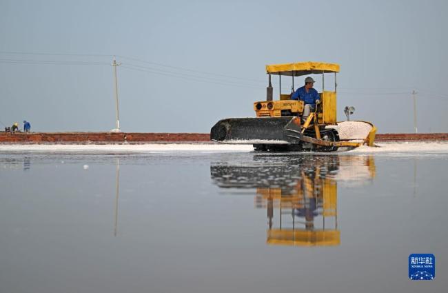 天津:千(qian)年鹽場迎豐收(shōu)