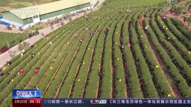 今年(nián)春茶全面(miàn)開采 開采(cǎi)期較去年(nian)提前