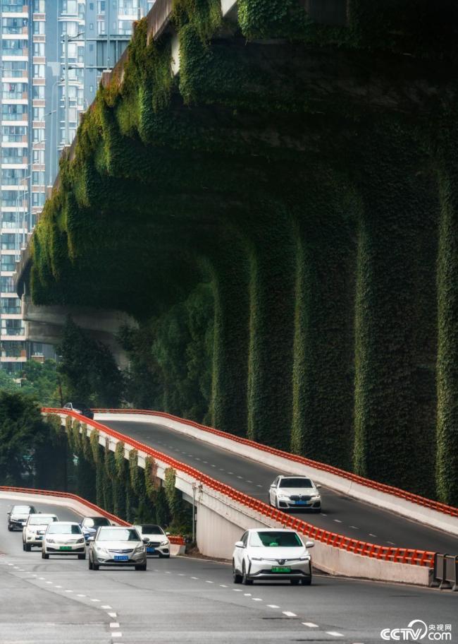 2025年12月7日,成(cheng)都,高架橋(qiao)下爬滿碧(bi)綠的爬山(shan)虎。視覺中(zhong)國