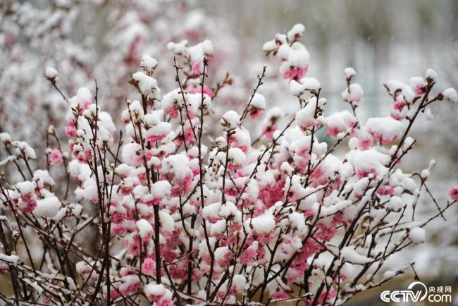甘肅酒(jiu)泉：立夏飛(fēi)雪